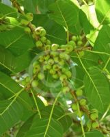 Ficus virens