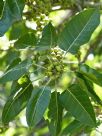 Ficus virens