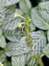 Fittonia albivenis Argyroneura Group