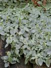 Fittonia albivenis Argyroneura Group