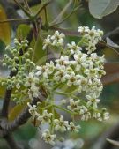 Flindersia australis