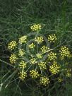 Foeniculum vulgare