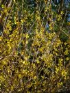 Forsythia intermedia Lynwood Variety