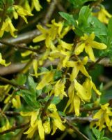 Forsythia viridissima