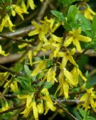 Forsythia viridissima