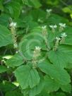 Fothergilla major