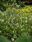 Fothergilla major