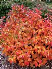 Fothergilla major