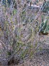 Fouquieria diguetii