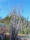 Fouquieria splendens