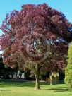 Fraxinus angustifolia Raywood