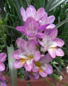 Freesia hybrida