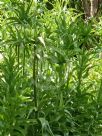 Fritillaria imperialis