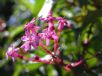 Fuchsia arborescens