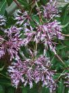 Fuchsia arborescens