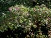 Fuchsia arborescens