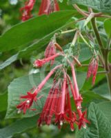 Fuchsia boliviana