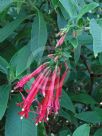 Fuchsia boliviana