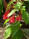 Fuchsia boliviana