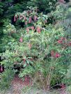 Fuchsia boliviana