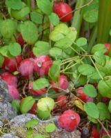 Fuchsia procumbens