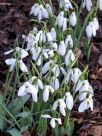 Galanthus nivalis