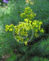 Galium verum