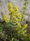 Galium verum