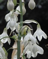 Ornithogalum candicans