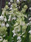 Ornithogalum candicans