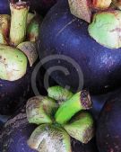 Garcinia mangostana