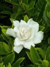 Gardenia jasminoides