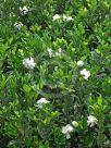 Gardenia jasminoides