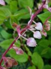 Gaultheria shallon