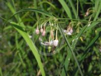 Geitonoplesium cymosum