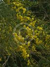 Genista etnensis