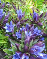 Gentiana septemfida