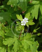 Geranium homeanum