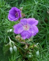 Geranium incanum