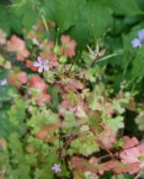 Geranium lucidum