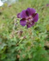 Geranium phaeum