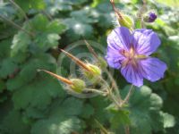 Geranium platypetalum