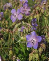 Geranium pratense