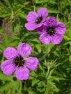 Geranium psilostemon