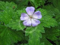 Geranium wallichianum