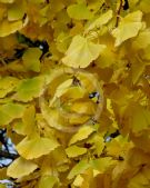 Ginkgo biloba