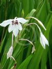 Gladiolus murielae