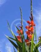 Gladiolus