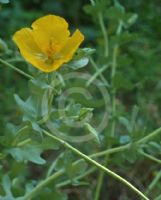 Glaucium flavum