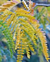 Gleditsia triacanthos